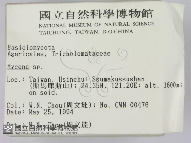 小菇屬藏品圖，第2張