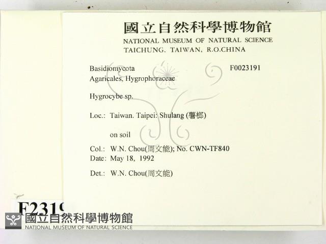 濕傘屬藏品圖，第2張