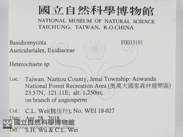 刺皮菌屬藏品圖，第2張