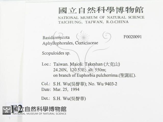 銳岩菌屬藏品圖，第2張