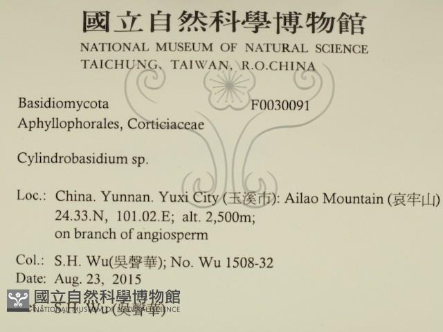柱擔菌屬藏品圖，第2張