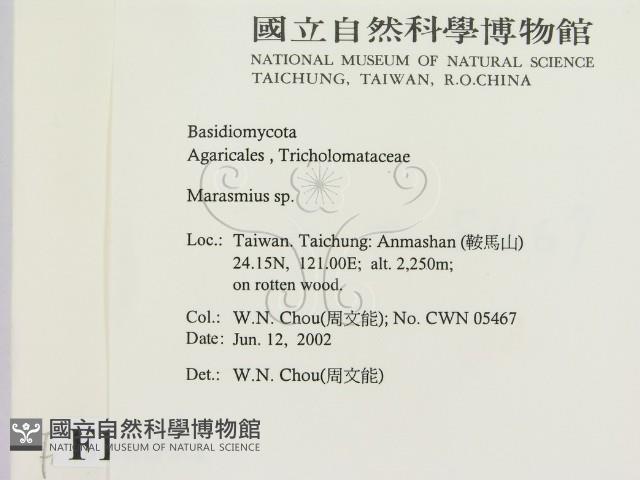 小皮傘屬藏品圖，第2張