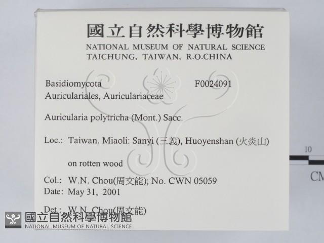 毛木耳藏品圖，第2張