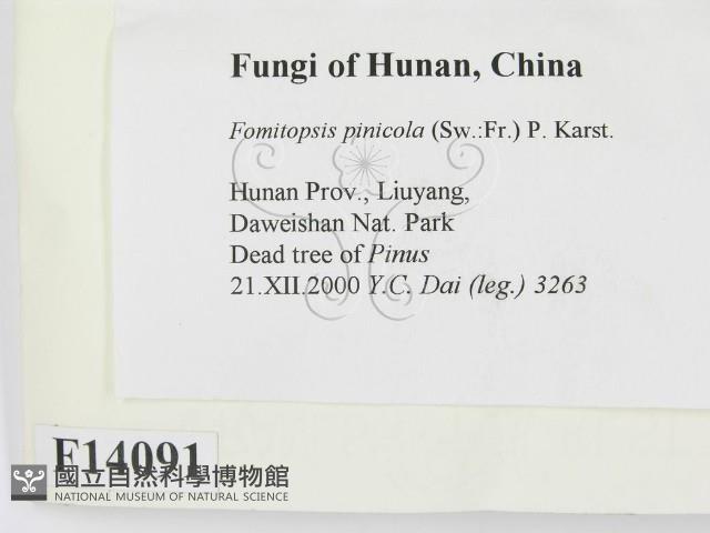 松生擬層孔菌藏品圖，第2張