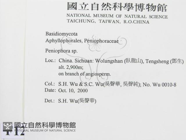 筍殼菌屬藏品圖，第2張