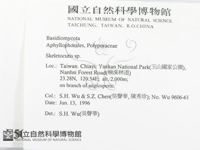 骨皮菌屬藏品圖，第2張