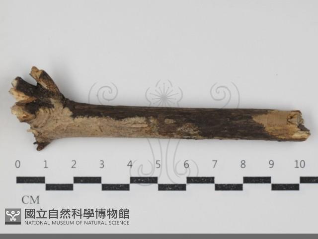 登錄號:F0034391藏品圖，第2張