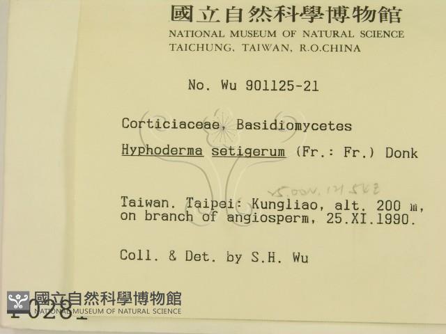 剛毛絲皮菌藏品圖，第2張