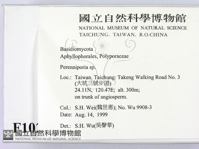 多年臥孔菌屬藏品圖，第2張