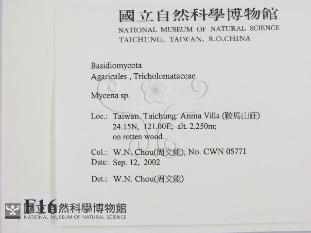 小菇屬藏品圖，第2張