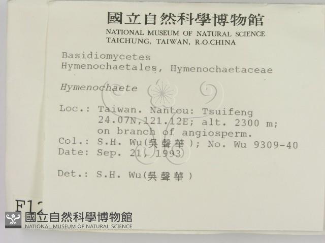 刺革菌屬藏品圖，第2張