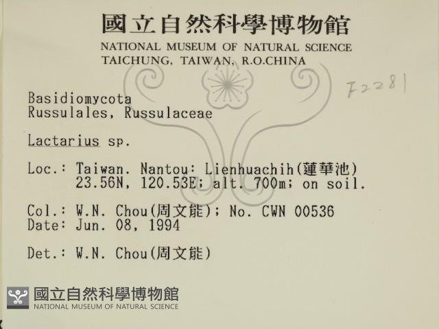 乳菇屬藏品圖，第2張