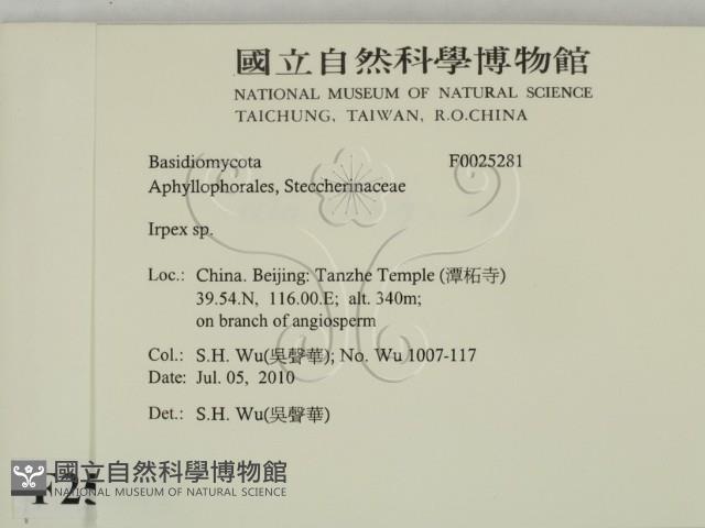 耙菌屬藏品圖，第2張