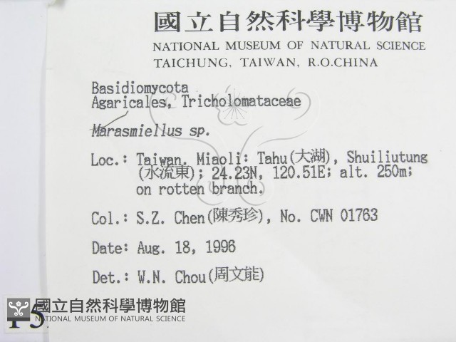 微皮傘屬藏品圖，第2張