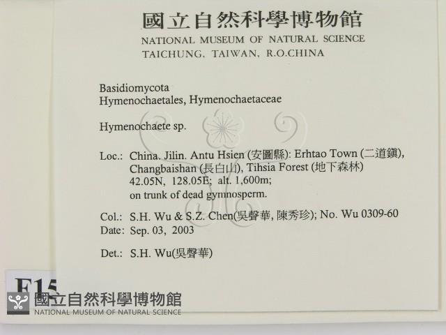 刺革菌屬藏品圖，第2張