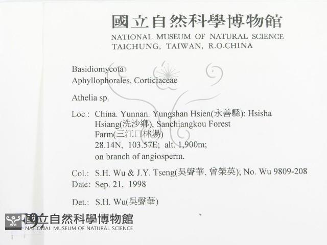 阿太菌屬藏品圖，第2張