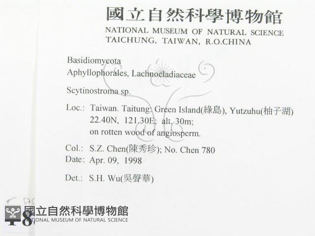 革墊菌屬藏品圖，第2張