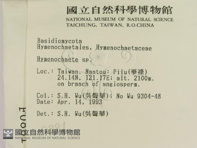 刺革菌屬藏品圖，第2張