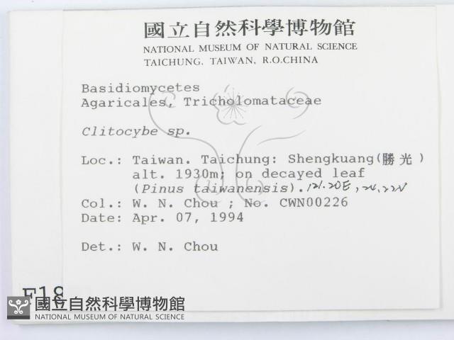 杯傘屬藏品圖，第2張