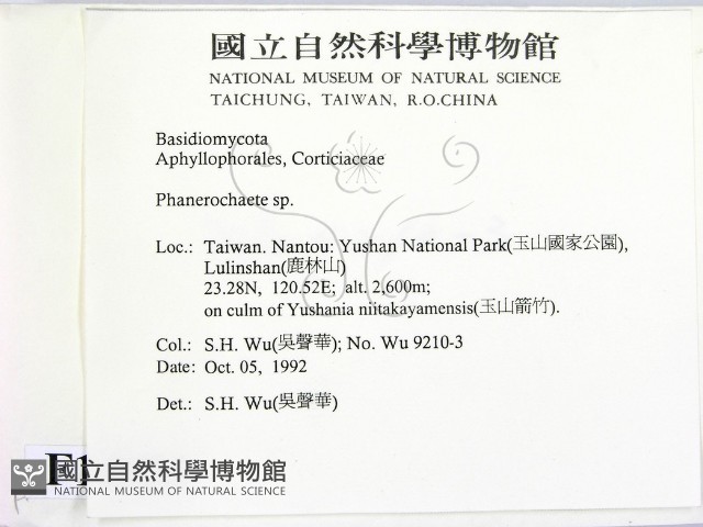 顯絲菌屬藏品圖，第2張