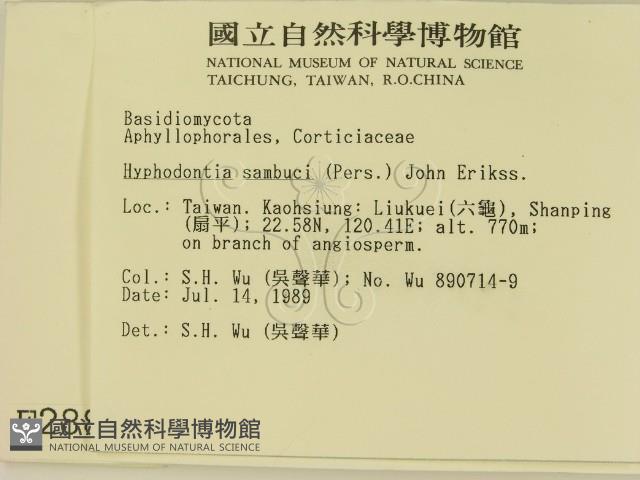 冇骨消絲齒菌藏品圖，第2張