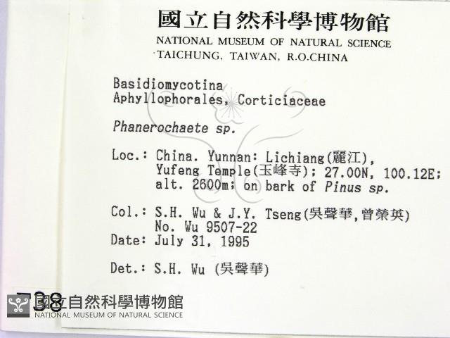 顯絲菌屬藏品圖，第2張