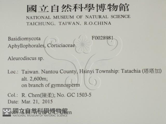 盤革菌屬藏品圖，第2張