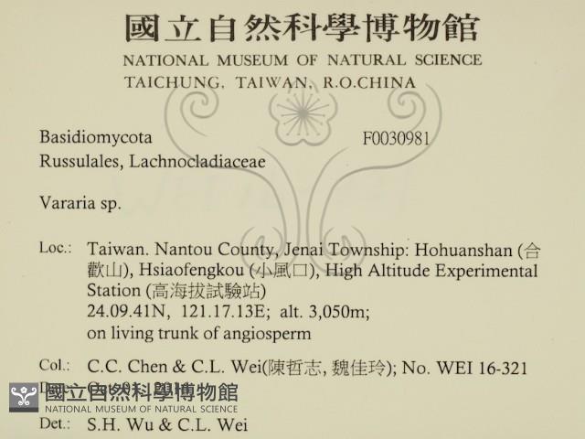 叉絲革菌屬藏品圖，第2張