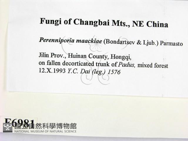 登錄號:F0006981藏品圖，第2張