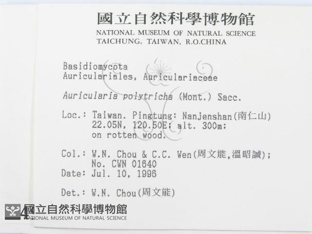 毛木耳藏品圖，第2張