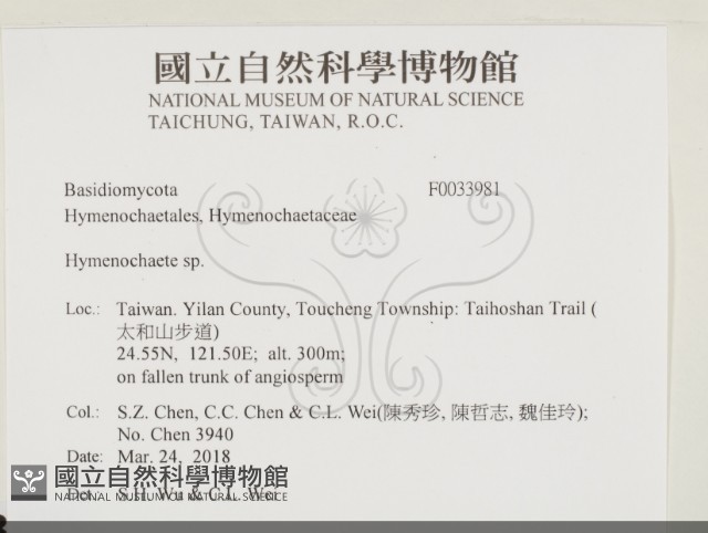 刺革菌屬藏品圖，第2張