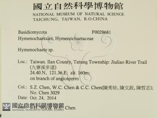 刺革菌屬藏品圖，第2張