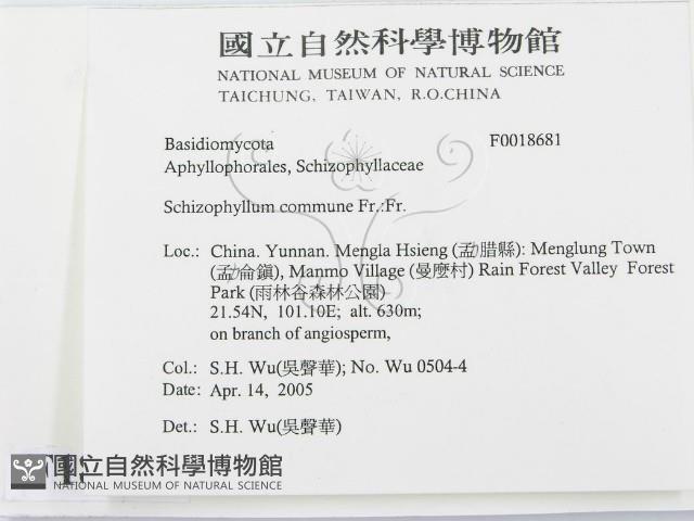 裂褶菌藏品圖，第2張