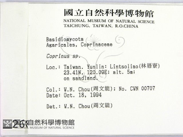 鬼傘屬藏品圖，第2張