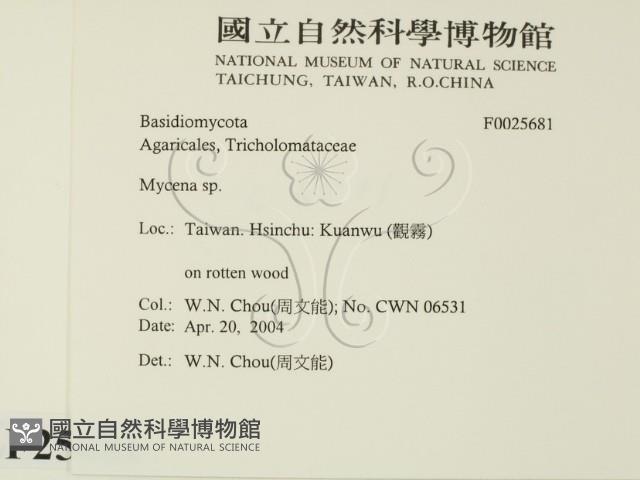 小菇屬藏品圖，第2張