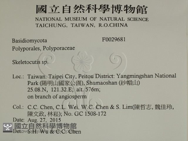 骨皮菌屬藏品圖，第2張