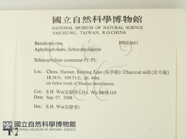 裂褶菌藏品圖，第2張