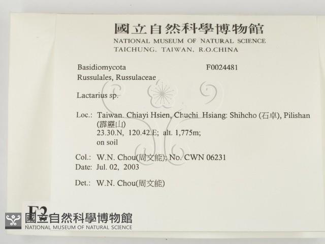 乳菇屬藏品圖，第2張