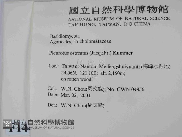 糙皮側耳藏品圖，第2張