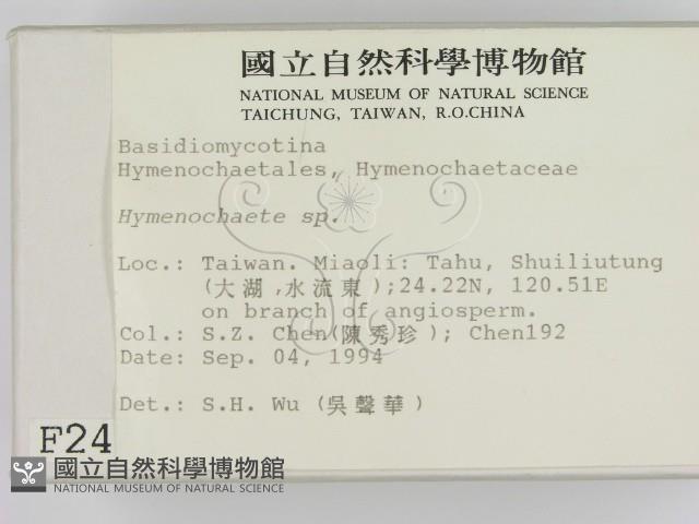 刺革菌屬藏品圖，第2張