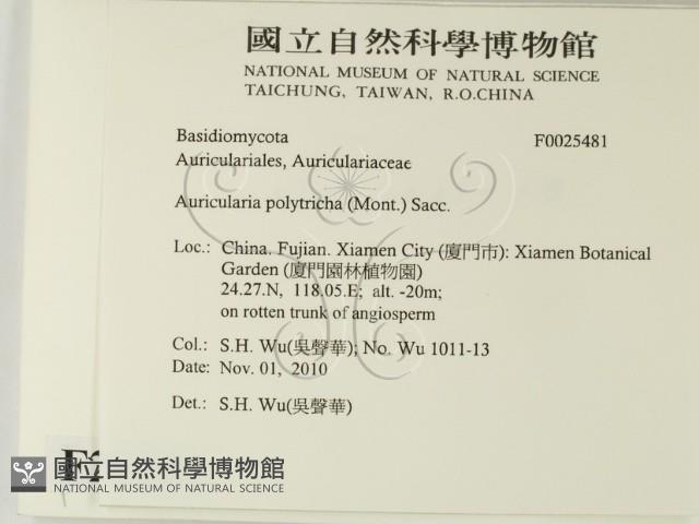 毛木耳藏品圖，第2張
