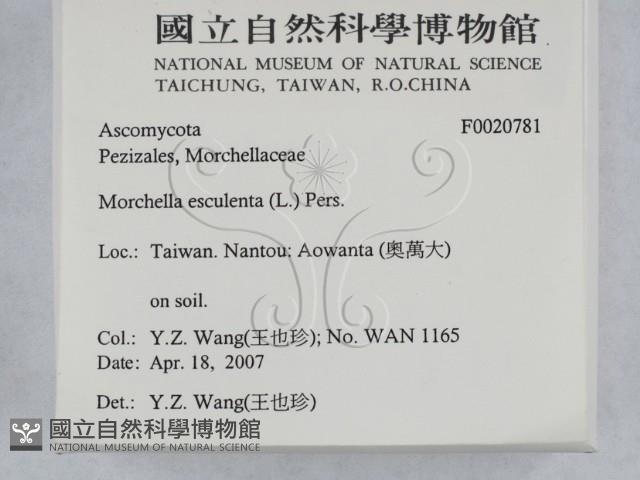 美味羊肚菌藏品圖，第2張