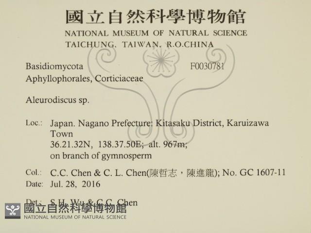 盤革菌屬藏品圖，第2張