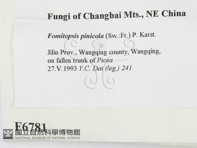 松生擬層孔菌藏品圖，第2張