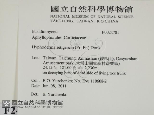 剛毛絲皮菌藏品圖，第2張