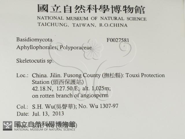 骨皮菌屬藏品圖，第2張