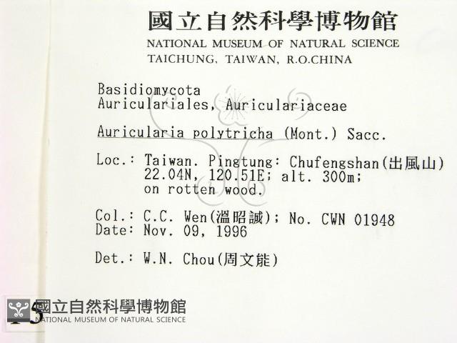 毛木耳藏品圖，第2張