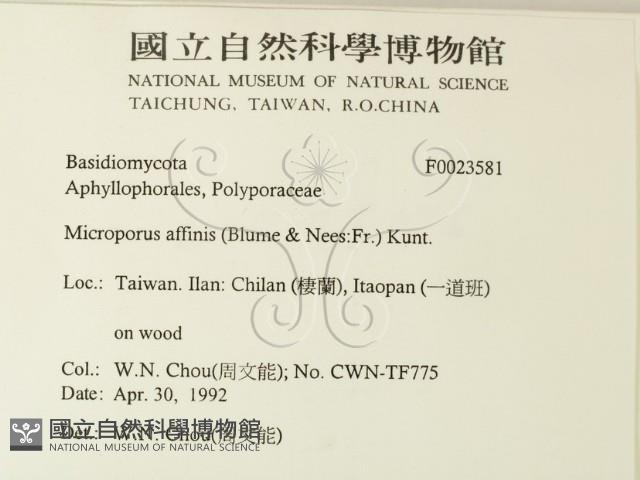 相鄰小孔菌藏品圖，第2張