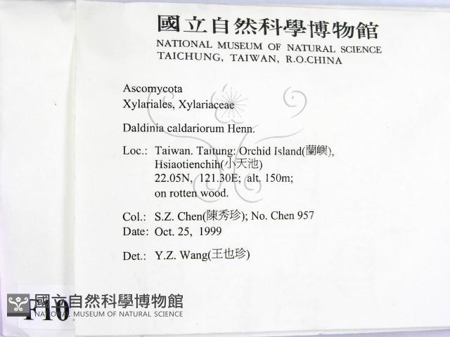 登錄號:F0010181藏品圖，第2張