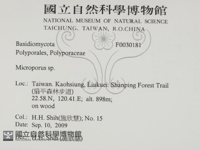 小孔菌屬藏品圖，第2張